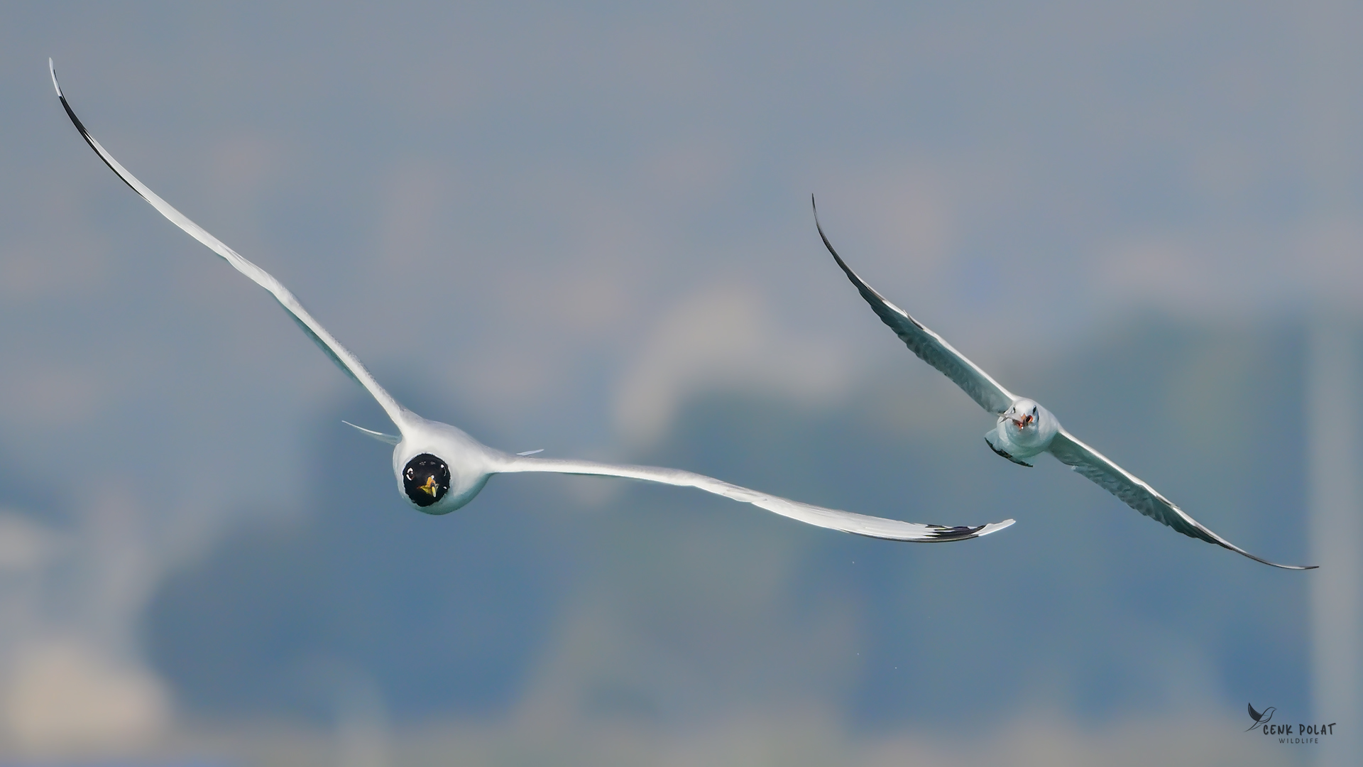 Pallas's Gull
